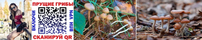 Галлюциногенные грибы Cubensis  закладка  Бодайбо 